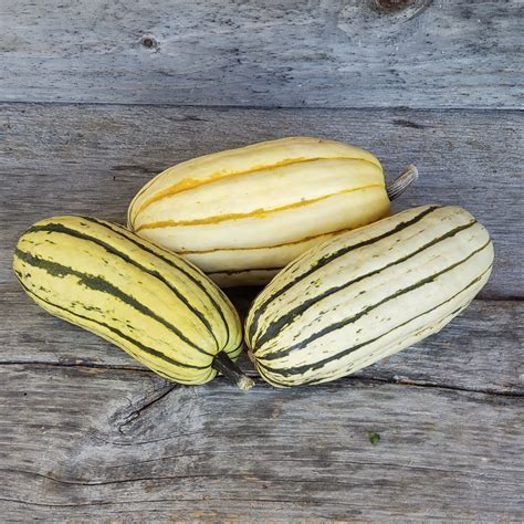 Winter Squash Delicata Organic