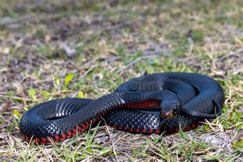 Red-bellied Black Snake stock image. Image of redbellied - 215279205