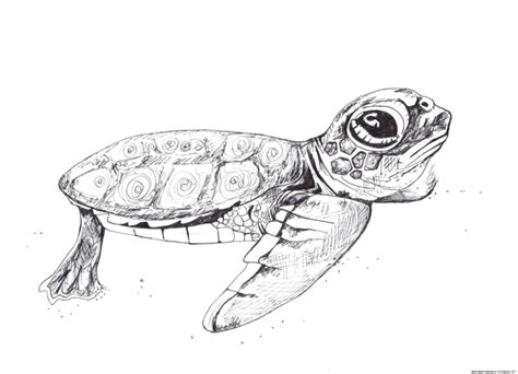 Baby Sea Turtle Drawing At Explore Collection Of