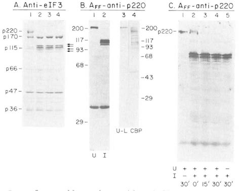 Figure From Inhibition Of Hela Cell Protein Synthesis Following