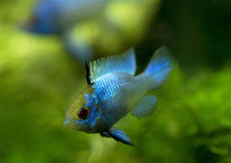 Electric Blue Acara Aequidens Pulcher Care Guide Aquariadise