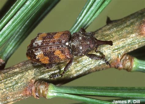 Keep Watch For Insects That Attack Trees Alberta Farmer Express