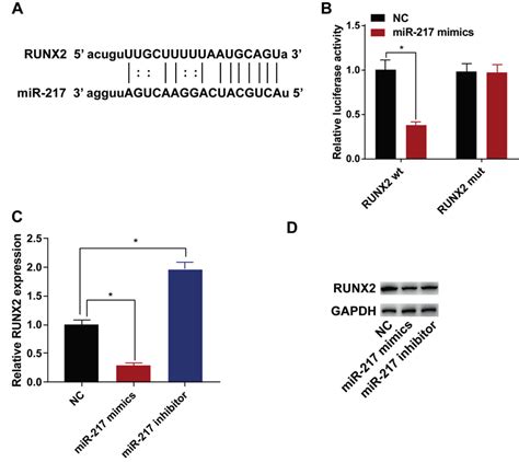 Runx2 Was The Target Of Mir 217 A The Binding Sites In The Promoter