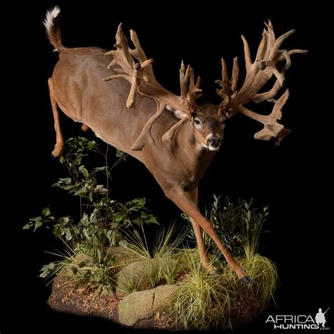 Whitetail Deer Full Taxidermy Mount