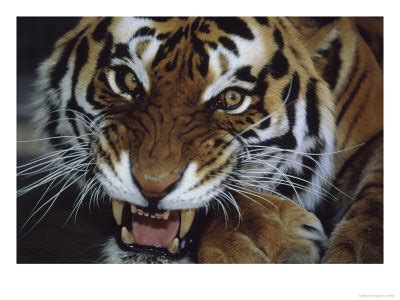320642~close Up Of Bengal Tiger Growling Posters Tn12056 Flickr