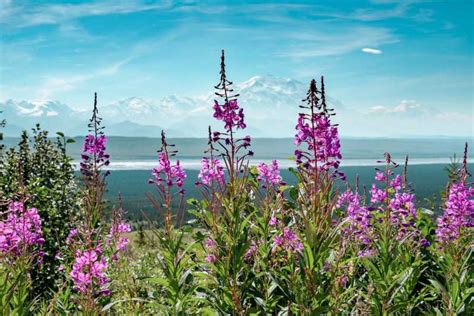 Denali: Denali National Park Walking Tour | GetYourGuide