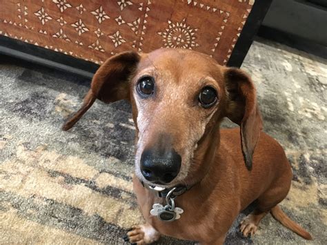 Stopping a Weiner Dog From Resource Guarding Bones & Chew Toys: Dog
