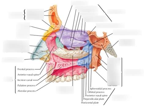 Bones of the Nasal Cavity (Lateral View) Diagram | Quizlet