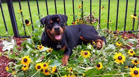 Rottweiler Rottweilers Rottie Beagles Big Dogs I Love Dogs Animals