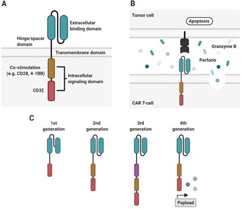 Car Structure And Function A T Cells Can Be Endowed With A New