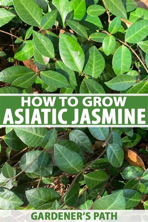 How to Grow Asiatic Jasmine | Gardener’s Path