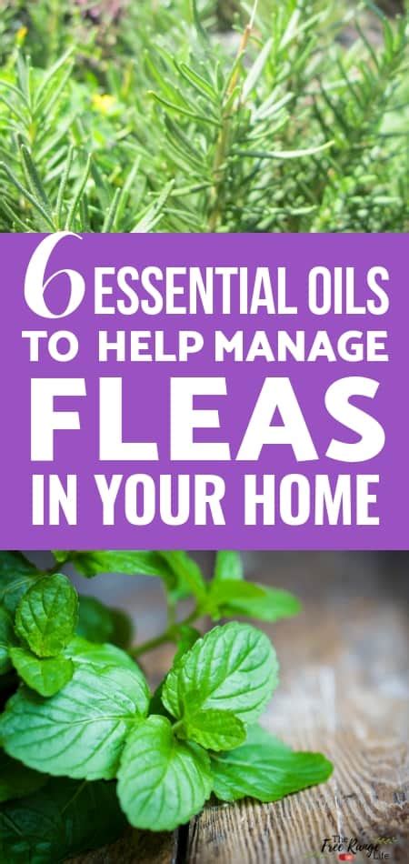 6 Essential Oils for Fleas- and How to Use Them in Your Home