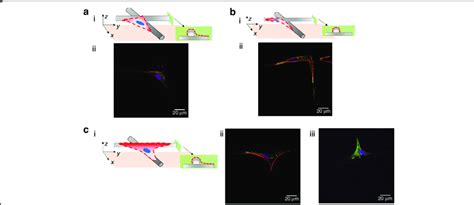 Cell Morphology Of Representative Neonatal Human Dermal Fibroblasts