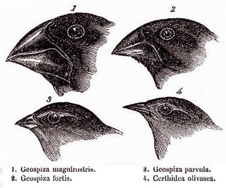 Charles Darwin L Origine Des Esp Ces Et La S Lection