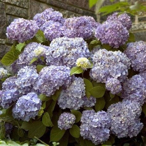 Endless Summer 3 Gal The Original Hydrangea 2629b3 The Home Depot