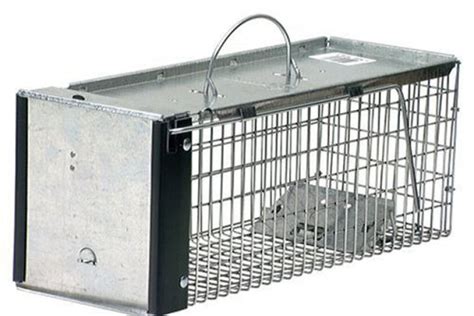 Best Pet Safe Rat Traps In 2022 Review By Bestcovery