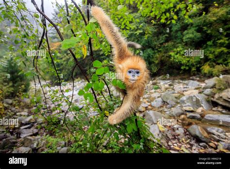 China Shaanxi Province Qinling Mountains Golden Snub Nosed Monkey