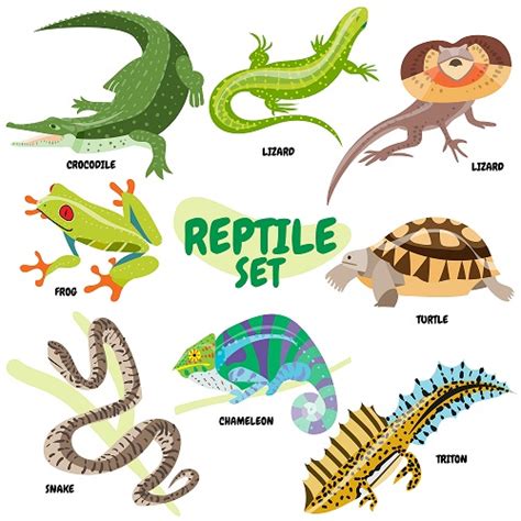 Reptiles Animals