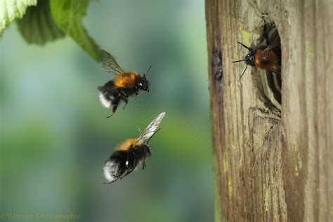 Tree Bumblebee 1 photo WP44705