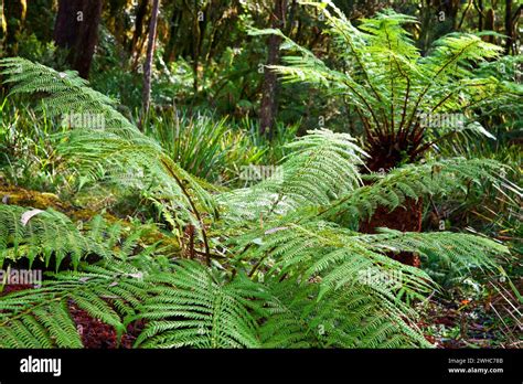 Ferns in the rainforest Stock Photo - Alamy