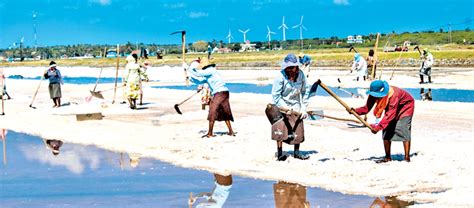 Salt harvesting begins in Hambantota Saltern | Sri Lanka Foundation