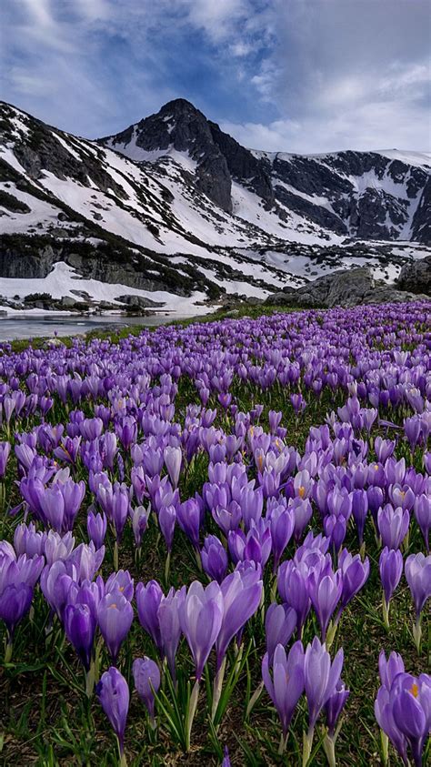 Crocus Flower Mobile Wallpapers - Wallpaper Cave