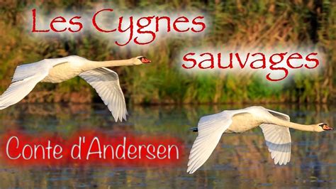 Les Cygnes Sauvages Conte De Hans Christian Andersen Speakerty