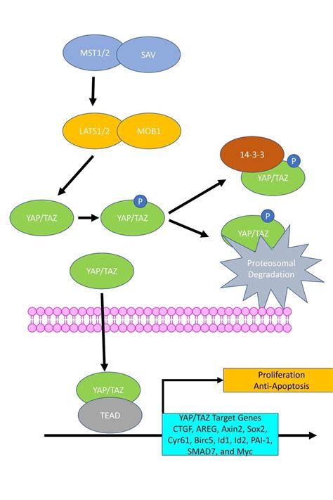Research – Samy Meroueh Lab
