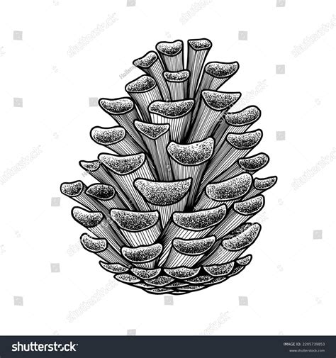 Pine Cone Sketch Engraving Illustrations Stock Vector (Royalty Free) 2205739853 | Shutterstock