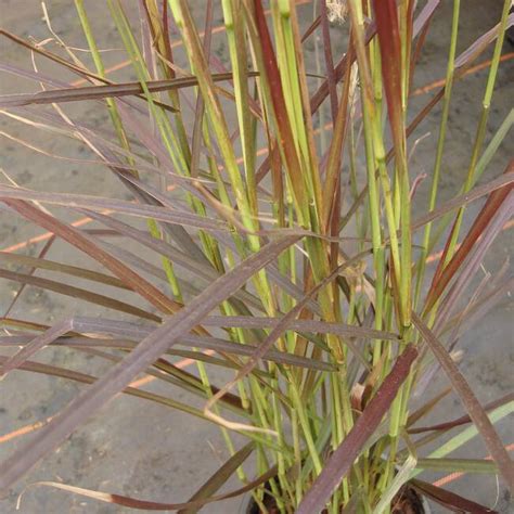 Federborstengras Rubrum Pennisetum Setaceum