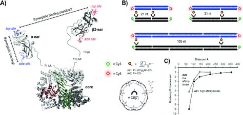 Bivalent Binding Studies Interrogating Adapter Complex 2 Ap 2