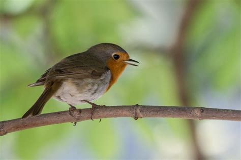 Quel Genre D Oiseau Tes Vous Selon Votre Signe Du Zodiaque Un Jour