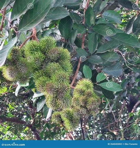 The Benefits Of Rambutan Or Nephelium Lappaceum Can Increase Endurance