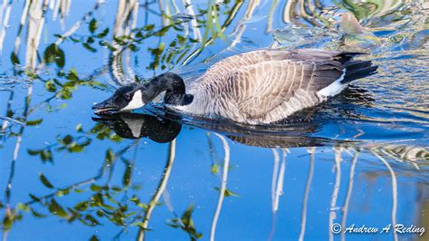 Canada Goose Guarding Nest From Intruding Pair Of Geese Flickr