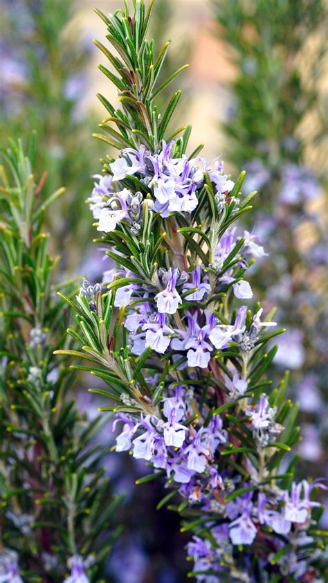 Rosemary Flowers Plant Purple - Free photo on Pixabay - Pixabay