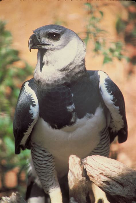 avian reintroduction  translocation species harpy eagle