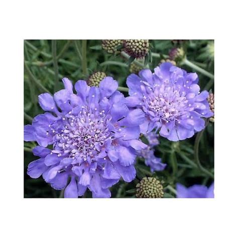 Scabiosa butterfly Blue 1 Gal - Hands Garden Center