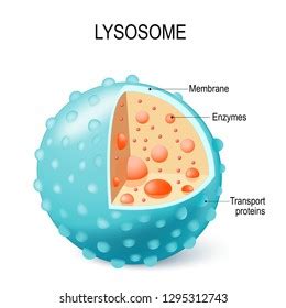 Ilustrasi Stok Anatomy Lysosome Hydrolytic Enzymes Membrane Transport ...