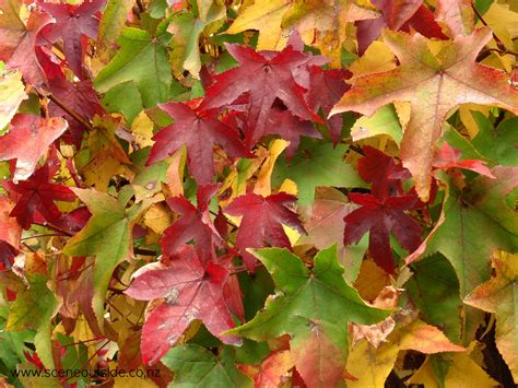 Liquidambar Styraciflua Liquidamber Sweet Gum Quinta Dos Ouriques