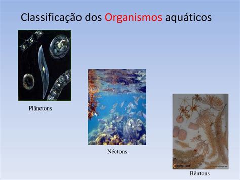 PPT Distribuição dos Ecossistemas PowerPoint Presentation free