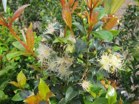 Syzygium Australe Hinterland Gold Wholesale Nursery Nurseries In