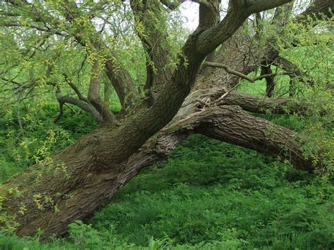 tree  stock photo freeimages