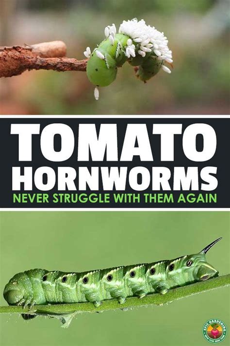 11 Ways To Prevent And Control Tomato Hornworms This Season Tomato Plants Tomato Garden Garden