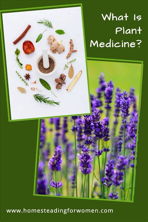 What Is Plant Medicine Medicinal Plants Plants Body Healing