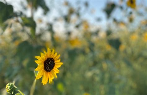 Cultivating Beautiful Things – Finding and creating beauty in the