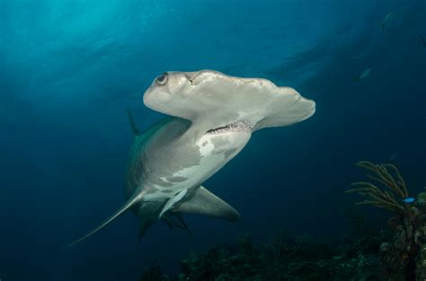 Shark Fin Photos, Download The BEST Free Shark Fin Stock Photos & HD Images