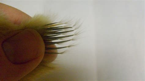 Chicken Chat Help Me Wing Sex My Chicks