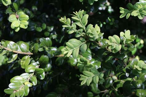 Buchsbaum Rotundifolia Buxus Sempervirens Rotundifolia