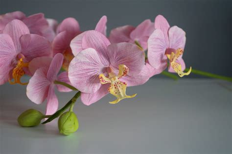 Orchid Orchid Flower Bouquet Orchid Artificial Flower - Etsy