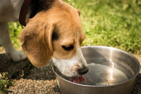 Dog Not Drinking Water: Reasons and What to Do If Your Dog is Not Drinking Water | Dogs, Cats, Pets